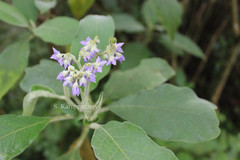 Solanum mauritianum